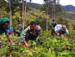 Prajurit Satgas TNI 412 Kostrad Turun ke Kebun Bantu Tingkatkan Komoditas Utama Masyarakat Lanny Jaya