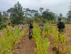 Wujudkan Kemanunggalan Bersama Masyarakat Perbatasan Papua, Personel Satgas Yonif 126/KC Bantu Berkebun