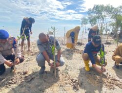 Stasiun Bakamla Babel Tanam 3000 Batang Mangrove di Pantai Batu Belubang